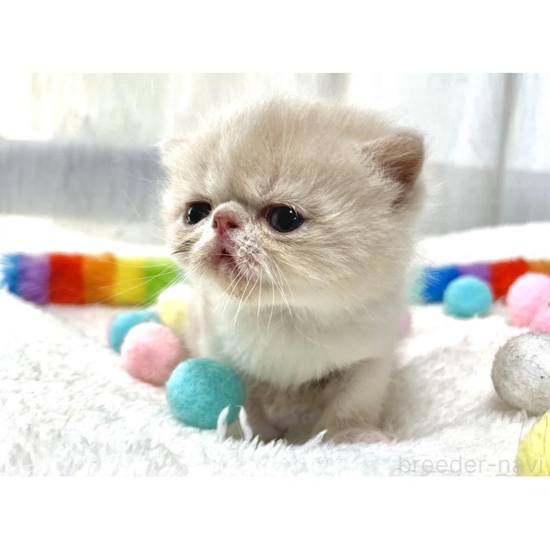 販売中の愛知県のエキゾチックショートヘア-138900の7枚目