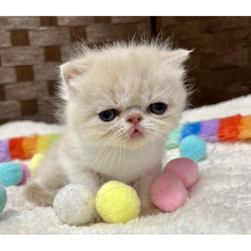 販売中の愛知県のエキゾチックショートヘア-138900の6枚目