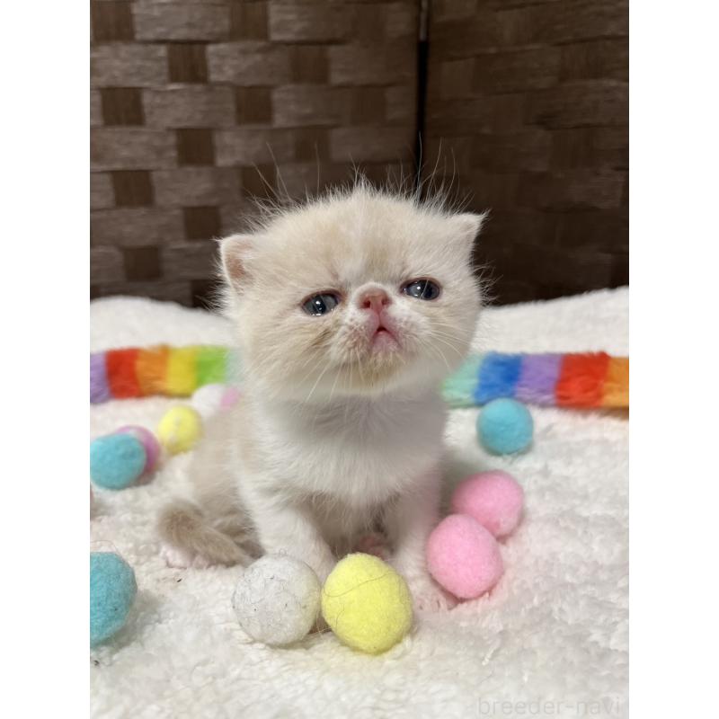 販売中の愛知県のエキゾチックショートヘア-138900の5枚目