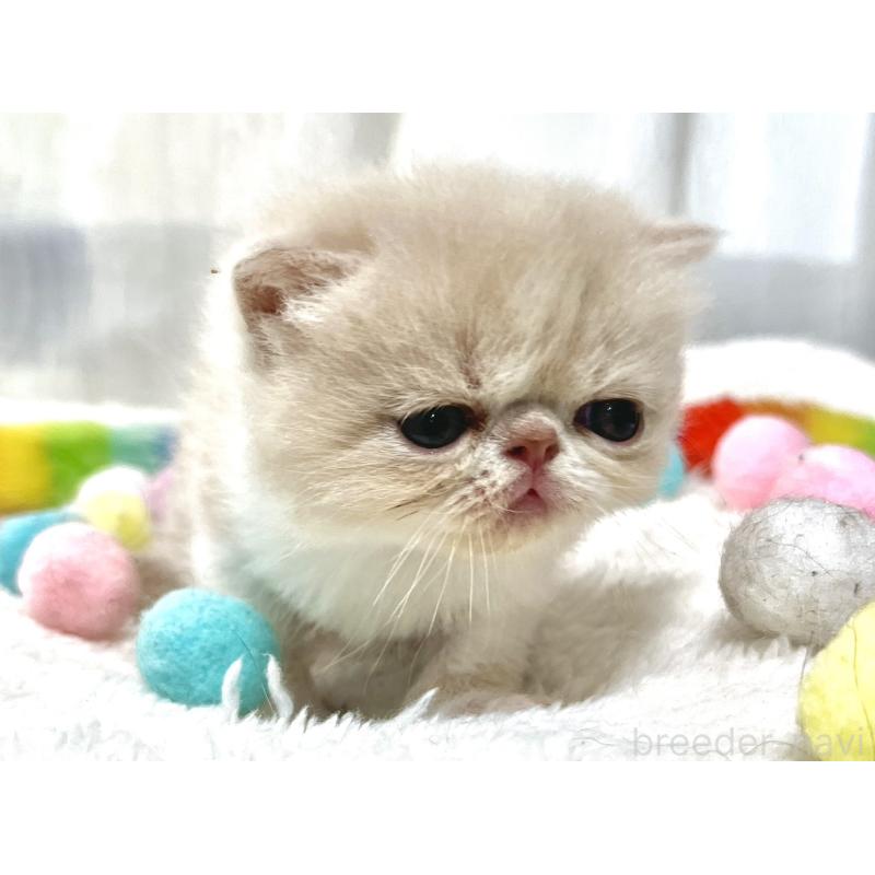 販売中の愛知県のエキゾチックショートヘア-138900の4枚目