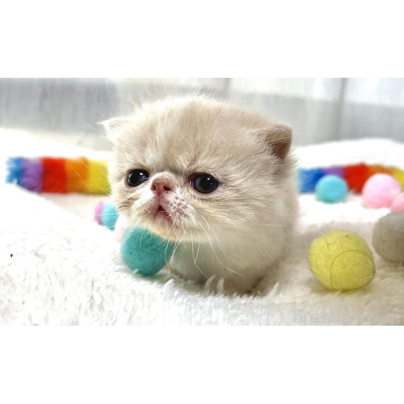 販売中の愛知県のエキゾチックショートヘア-138900の3枚目