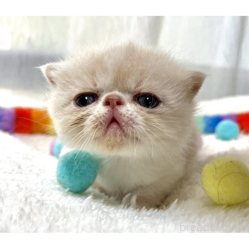 販売中の愛知県のエキゾチックショートヘア-138900の2枚目