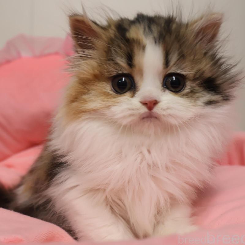 販売中の東京都のスコティッシュフォールド-138899の1枚目