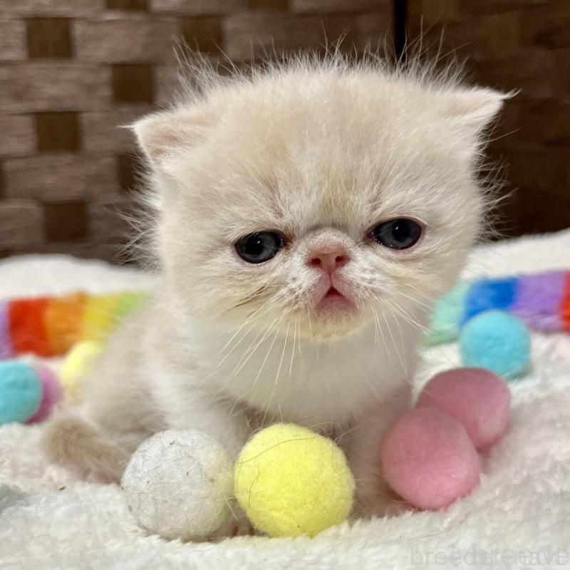 販売中の愛知県のエキゾチックショートヘア-138900