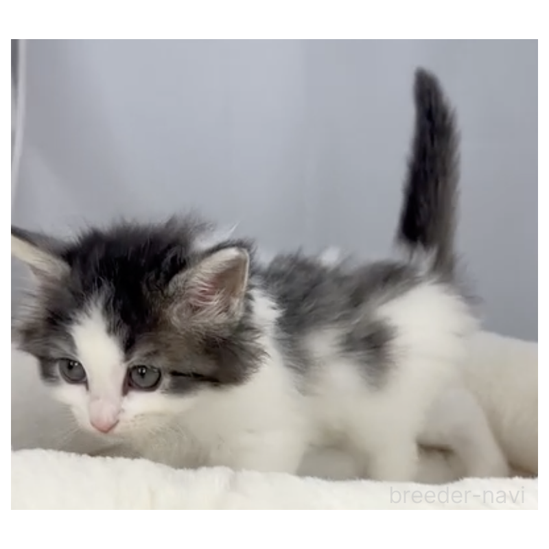 販売中の山形県のノルウェージャンフォレストキャット-138898