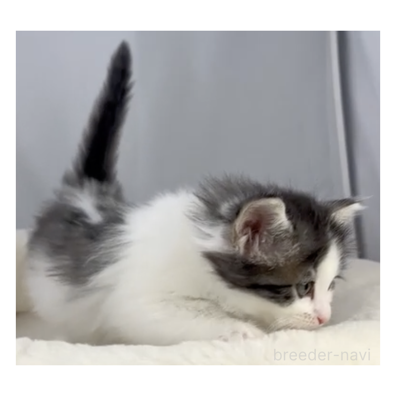 販売中の山形県のノルウェージャンフォレストキャット-138898の2枚目