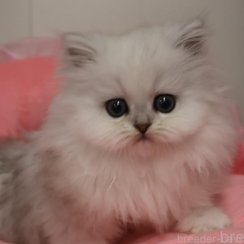 販売中の東京都のペルシャ(チンチラ)-138901