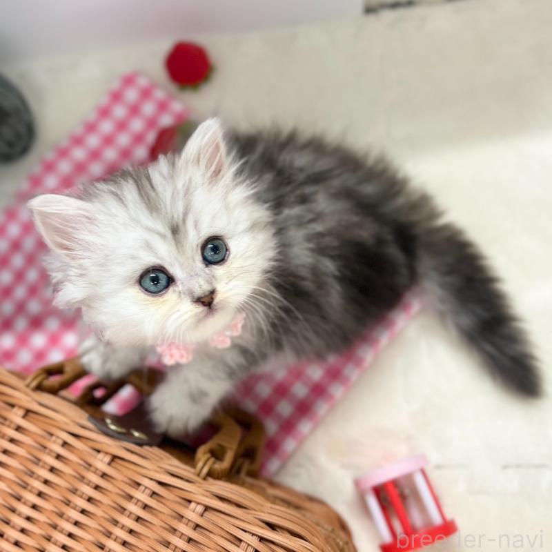 販売中の神奈川県のミヌエット-138902の10枚目