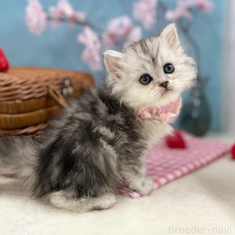 販売中の神奈川県のミヌエット-138902の9枚目