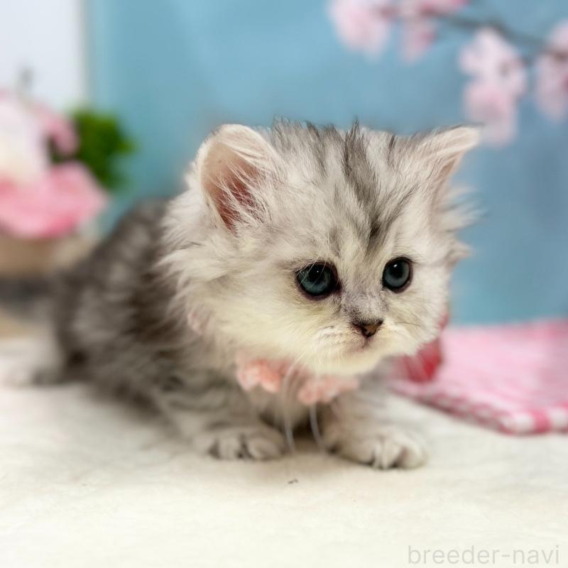 販売中の神奈川県のミヌエット-138902の8枚目