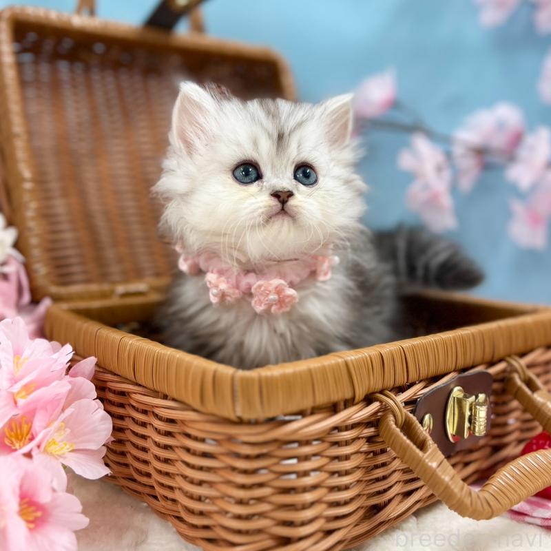 販売中の神奈川県のミヌエット-138902の7枚目