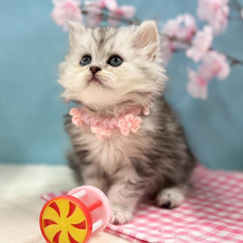 販売中の神奈川県のミヌエット-138902の6枚目