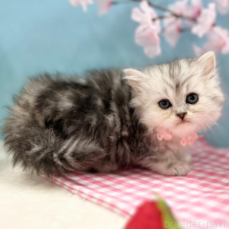 販売中の神奈川県のミヌエット-138902の5枚目