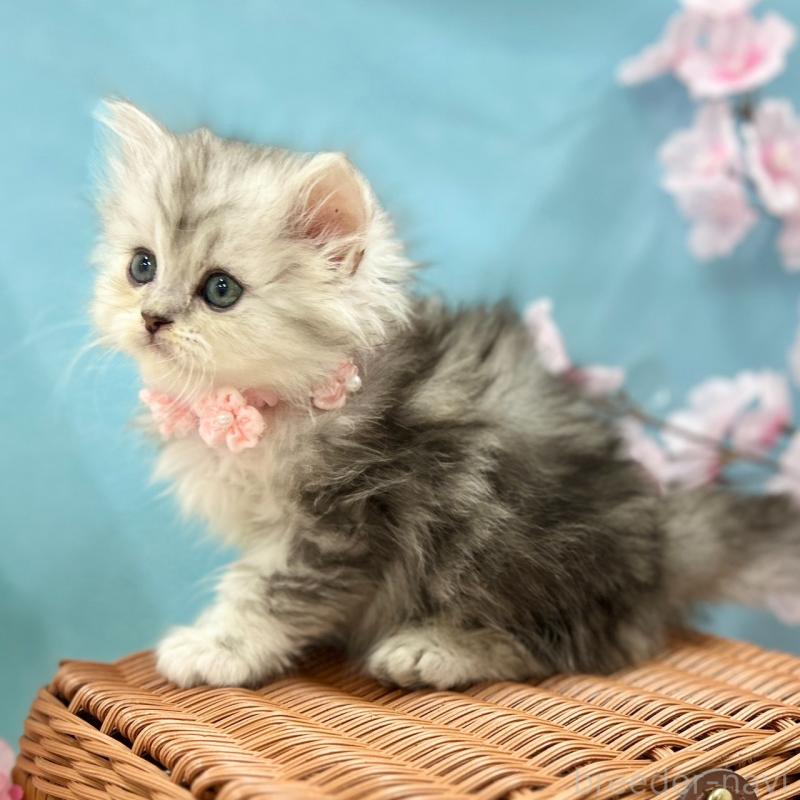 販売中の神奈川県のミヌエット-138902の4枚目