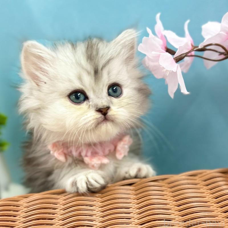 販売中の神奈川県のミヌエット-138902の3枚目