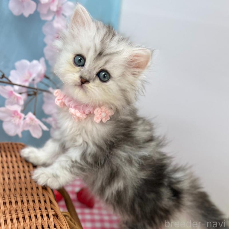 販売中の神奈川県のミヌエット-138902の2枚目