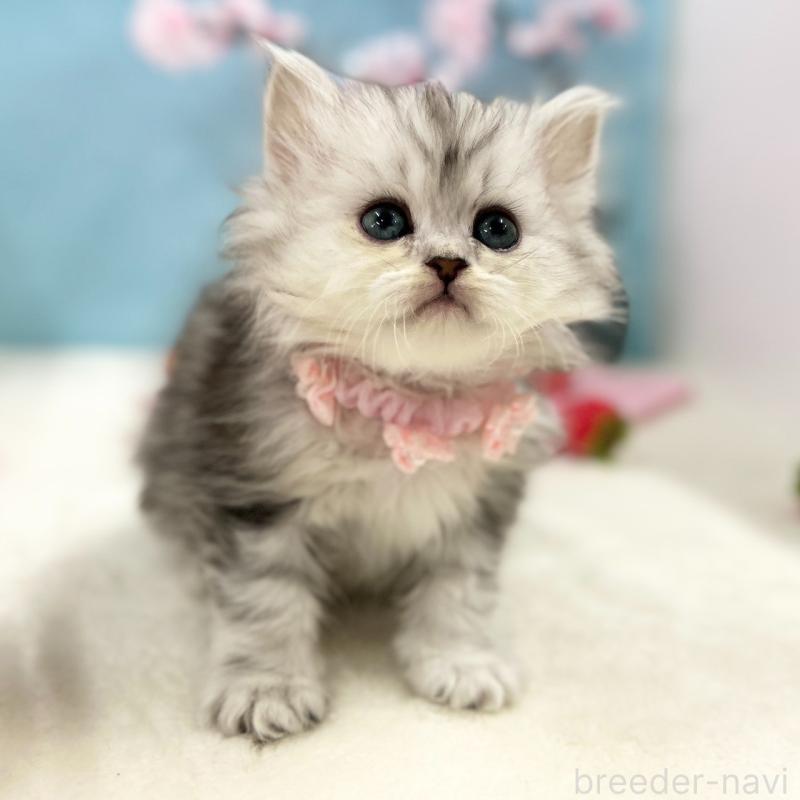 販売中の神奈川県のミヌエット-138902の1枚目