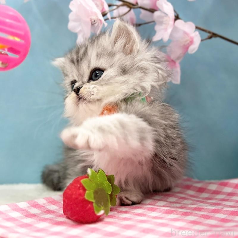 販売中の神奈川県のミヌエット(短足)-138903の10枚目