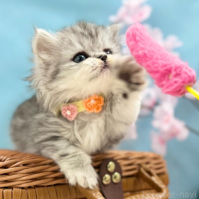 販売中の神奈川県のミヌエット(短足)-138903の8枚目