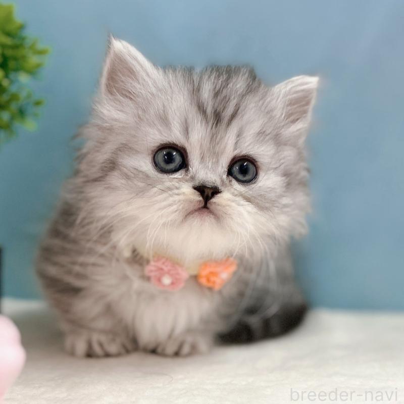 販売中の神奈川県のミヌエット(短足)-138903