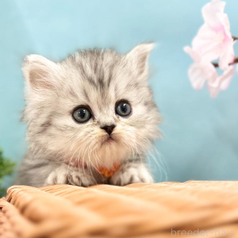 販売中の神奈川県のミヌエット(短足)-138903の7枚目