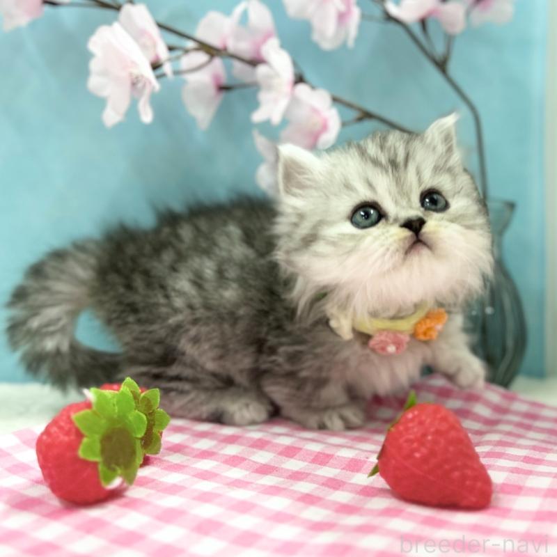 販売中の神奈川県のミヌエット(短足)-138903の6枚目