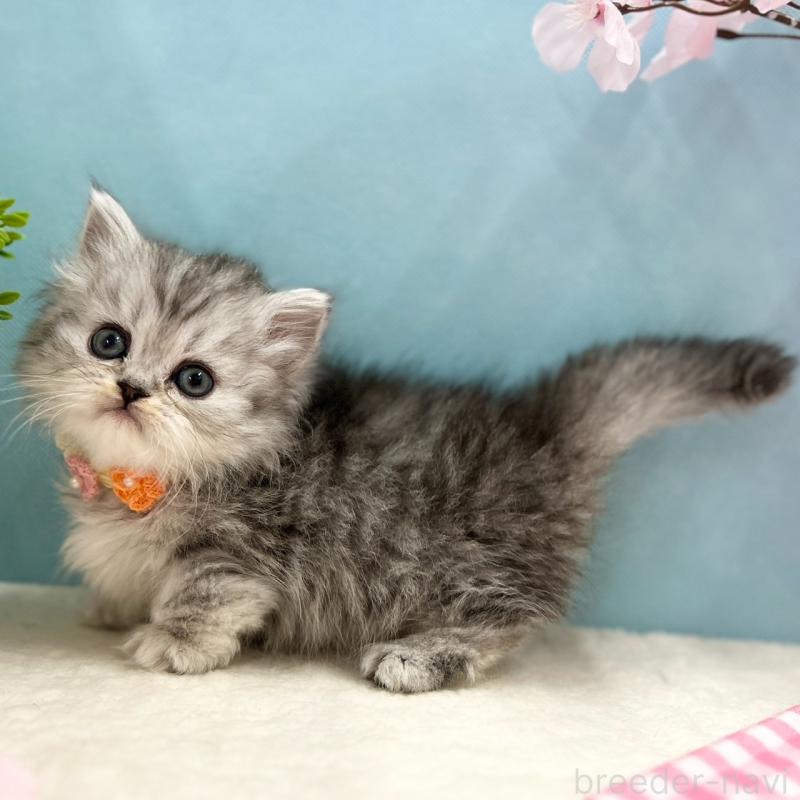 販売中の神奈川県のミヌエット(短足)-138903の5枚目