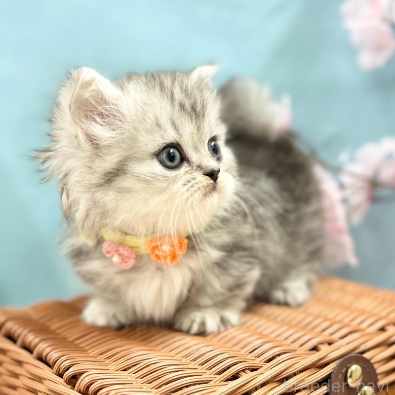 販売中の神奈川県のミヌエット(短足)-138903の4枚目