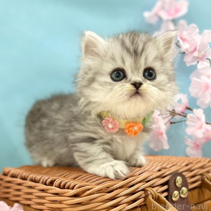 販売中の神奈川県のミヌエット(短足)-138903の3枚目