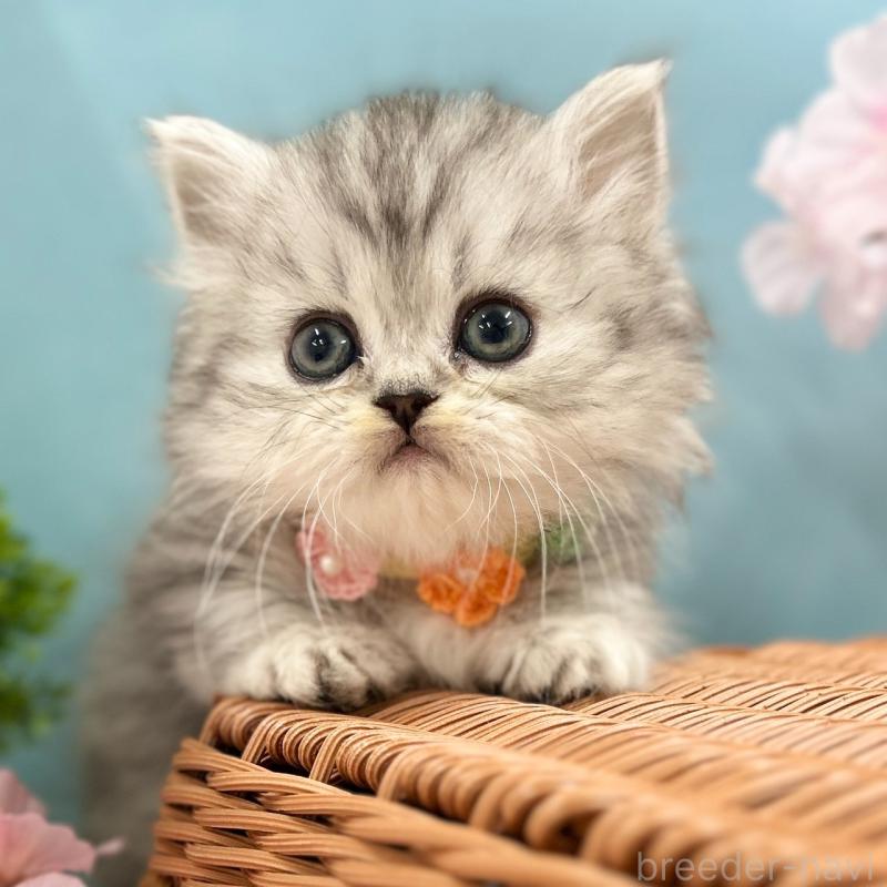 販売中の神奈川県のミヌエット(短足)-138903の2枚目