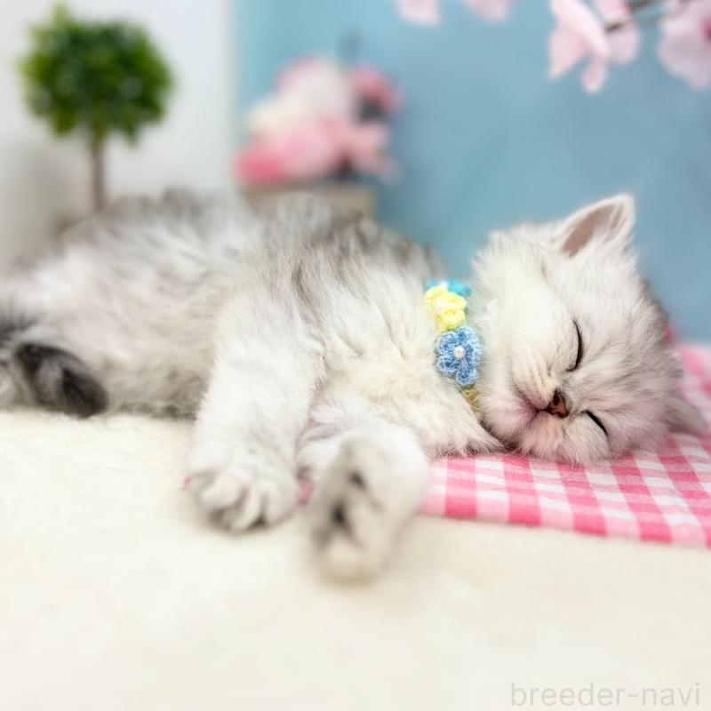 販売中の神奈川県のミヌエット-138904の10枚目