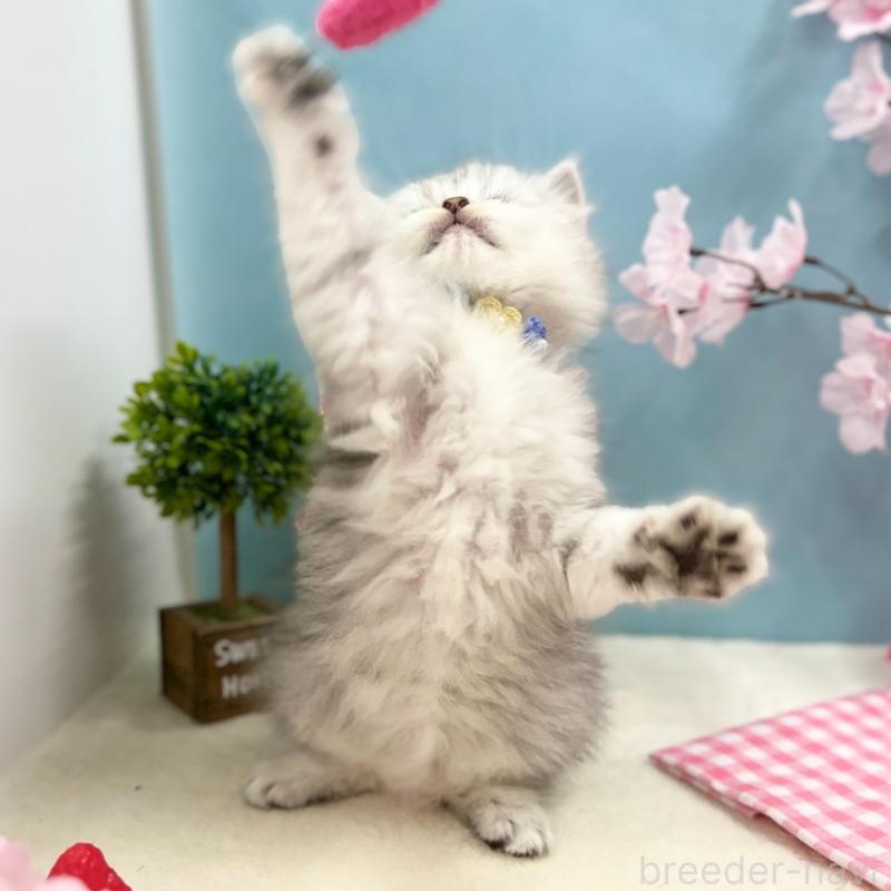 販売中の神奈川県のミヌエット-138904の9枚目