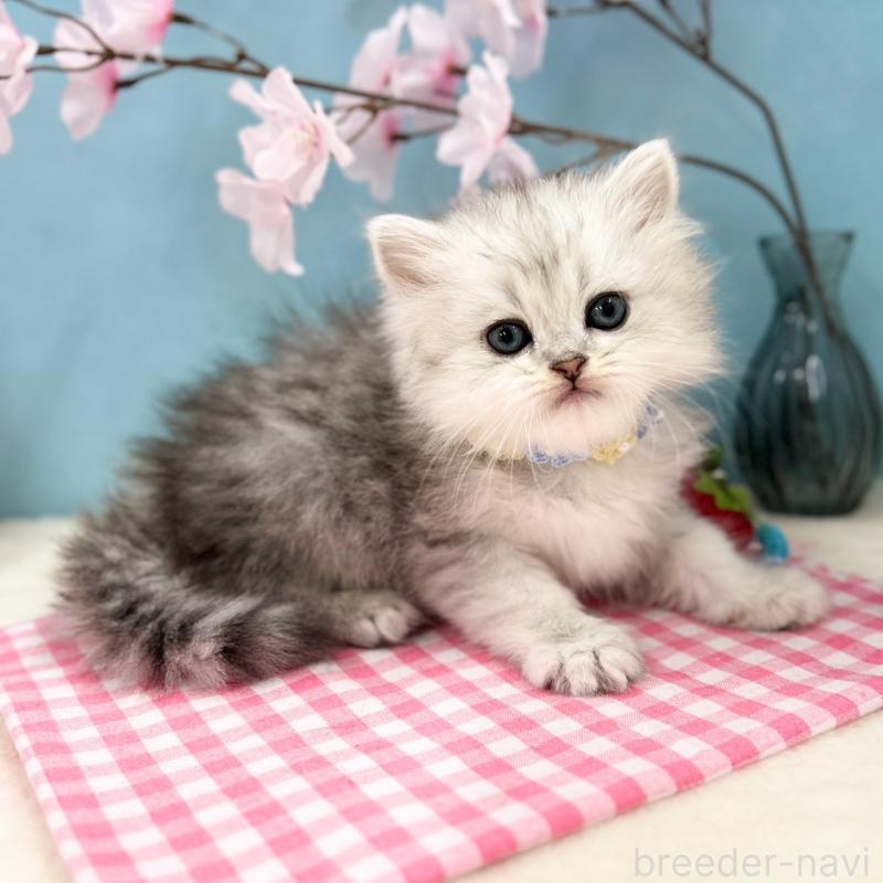 販売中の神奈川県のミヌエット-138904の8枚目