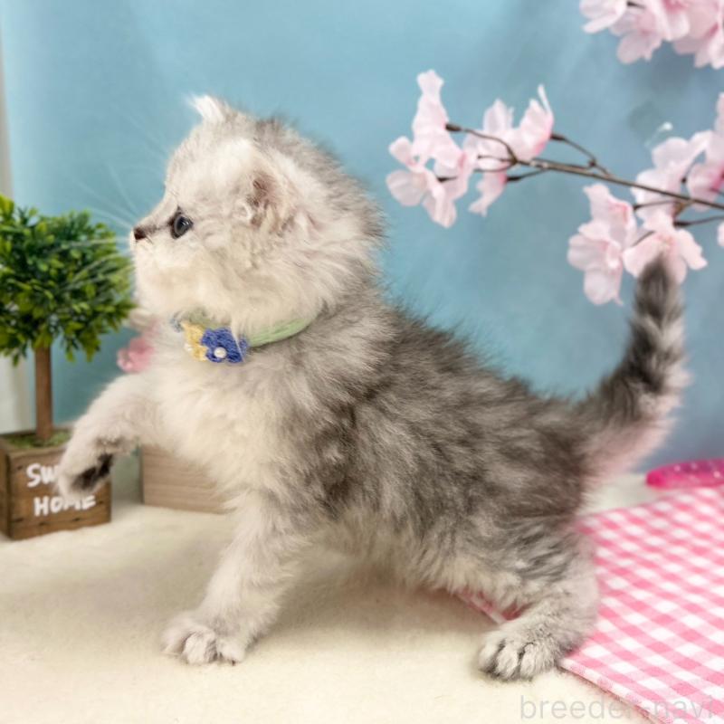 販売中の神奈川県のミヌエット-138904の7枚目