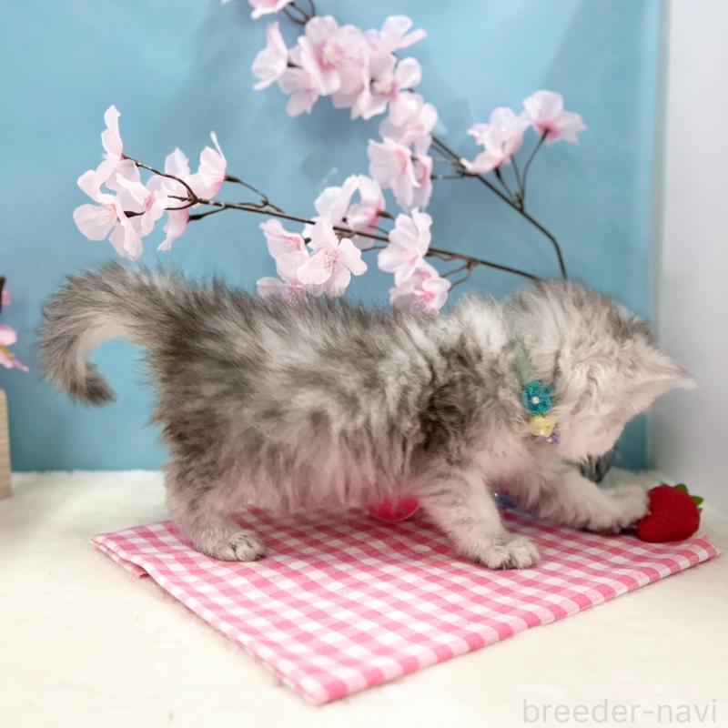 販売中の神奈川県のミヌエット-138904の5枚目