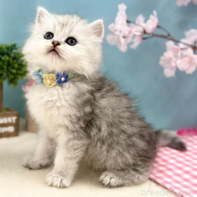 販売中の神奈川県のミヌエット-138904の4枚目