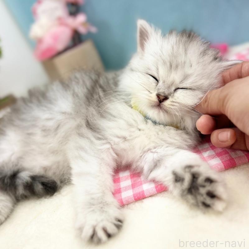 販売中の神奈川県のミヌエット-138904の3枚目