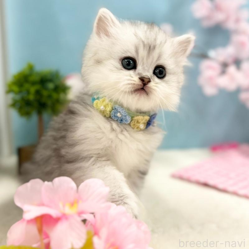 販売中の神奈川県のミヌエット-138904の2枚目