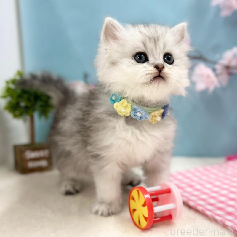 販売中の神奈川県のミヌエット-138904