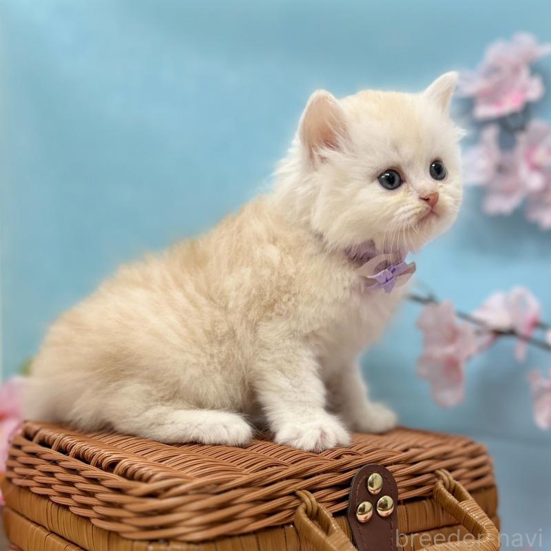 販売中の神奈川県のミヌエット-138905の10枚目