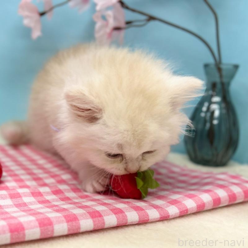 販売中の神奈川県のミヌエット-138905の9枚目