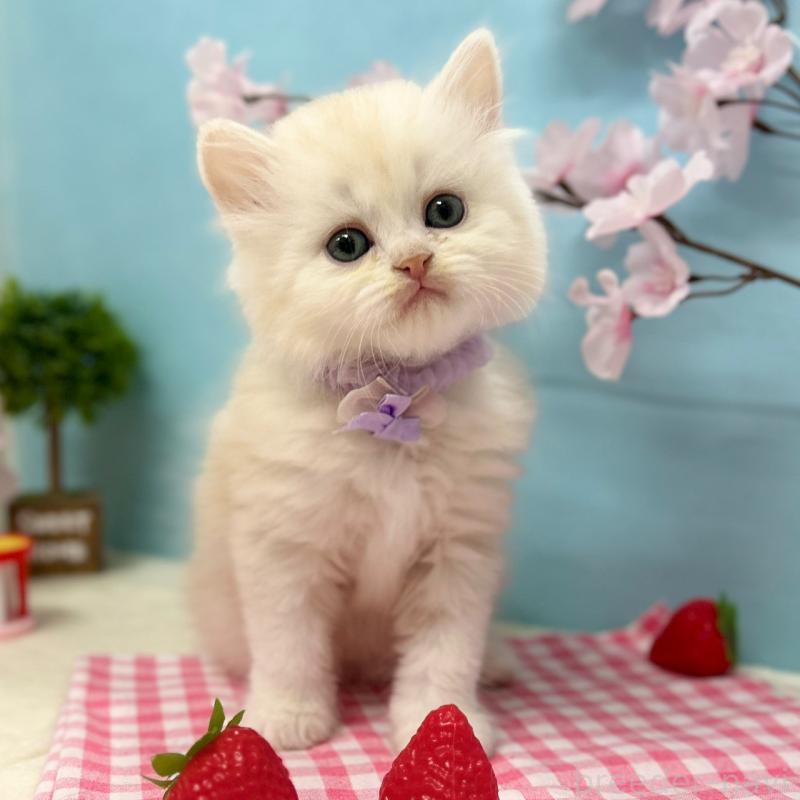 販売中の神奈川県のミヌエット-138905の8枚目