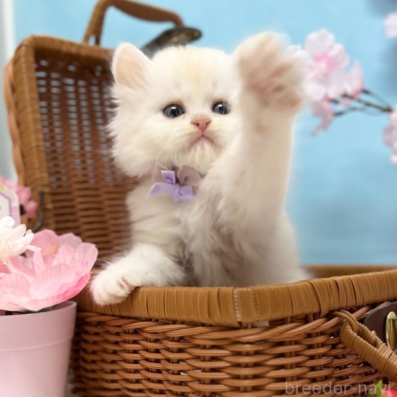 販売中の神奈川県のミヌエット-138905の7枚目