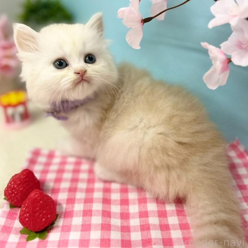 販売中の神奈川県のミヌエット-138905の6枚目