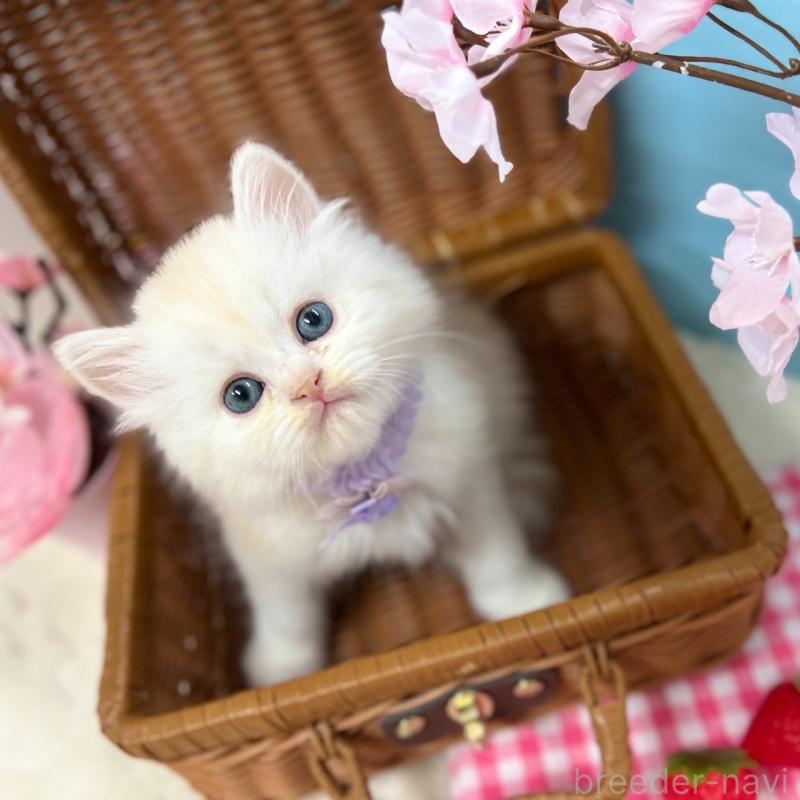 販売中の神奈川県のミヌエット-138905の5枚目