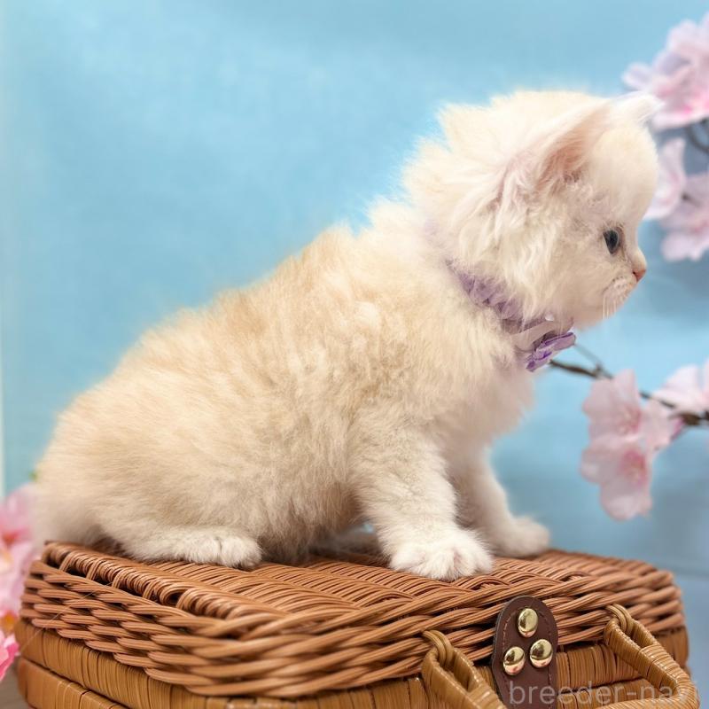 販売中の神奈川県のミヌエット-138905の4枚目