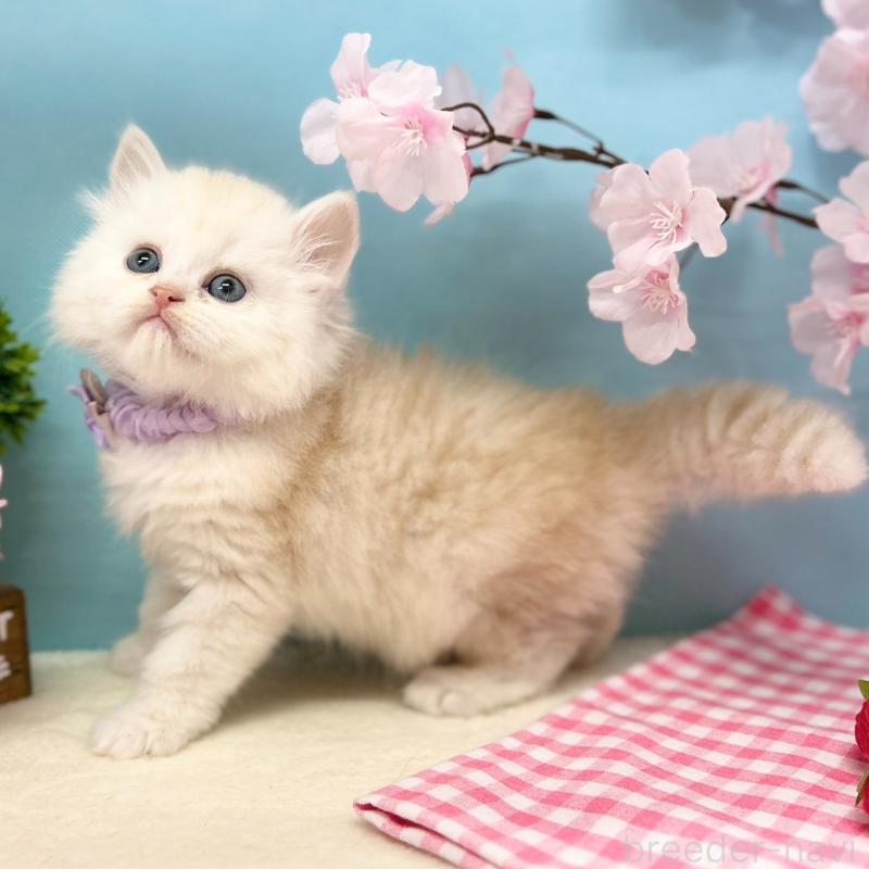 販売中の神奈川県のミヌエット-138905の3枚目