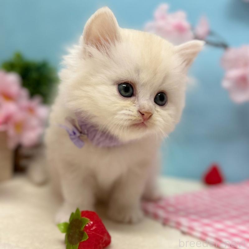 販売中の神奈川県のミヌエット-138905の2枚目