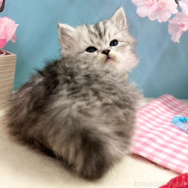 販売中の神奈川県のミヌエット-138906の10枚目