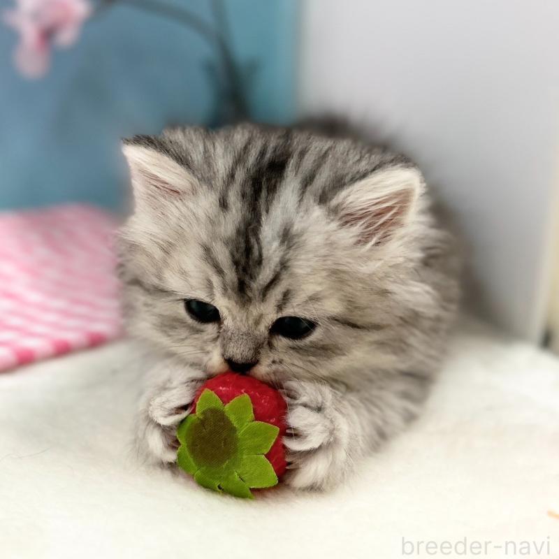 販売中の神奈川県のミヌエット-138906の9枚目